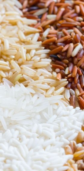 Paddy and Rice Processing