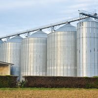 Italia: 20 000 toneladas de trigo